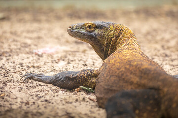 Closeup of a komodo dragon, varanus komodoensis,