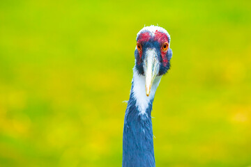 Closeup of a white-naped crane, Antigone vipio, Grus vipio, bird,