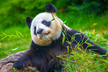 Giant Panda Ailuropoda melanoleuca, feeding on bamboo