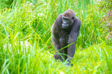 Gorilla walking through high grass in a meadow