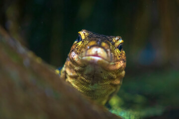 Asian water monitor, Varanus salvator, resting
