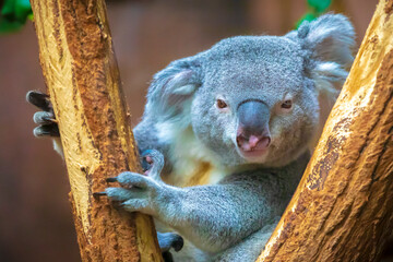 Closeup of a koala, phascolarctos cinereus, resting