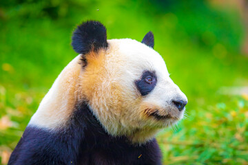 Fototapeta premium Giant Panda Ailuropoda melanoleuca, feeding on bamboo