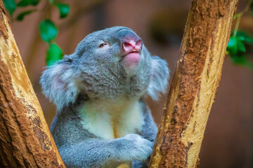 Closeup of a koala, phascolarctos cinereus, resting