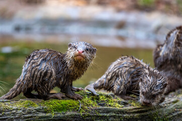 Otter Nachwuchs