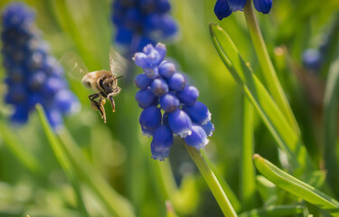 A closeup of a flying bee between grape hyacinths in jena, copy space