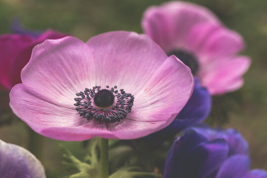 anemones