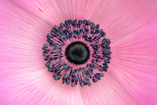 anemone macro