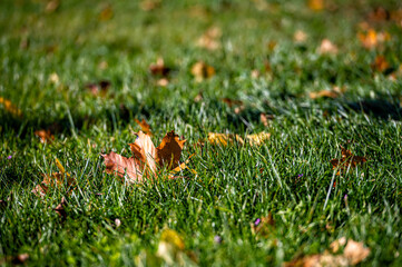 bright autumn maple leaf on green grass background, selective focus, focus on the leaf
