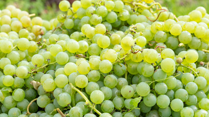 Harvested blue grapes in crates near vineyard in autumn