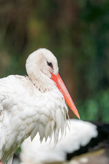 Storch Portrait