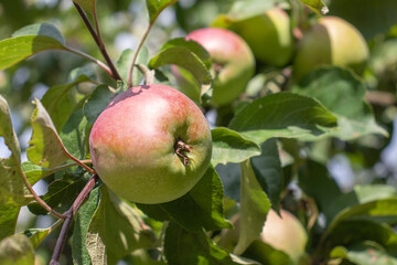 Green and red apples in the garden