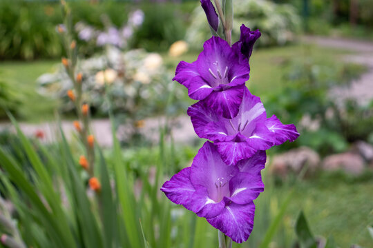 Purple Gladiolus Flowers In The Garden