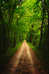 Fototapeta na wymiar Beautiful Path Through Woods In Autumn Fall Season