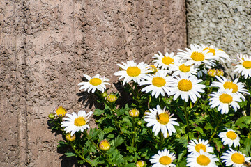 flowers against the background of a concrete wall