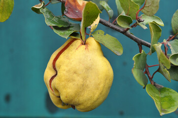 Quince ripens on the branch of the bush