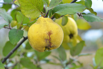 Quince ripens on the branch of the bush