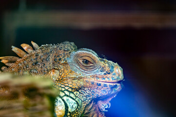 Leguan Makro