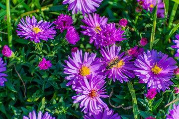 Purple flowers of asters, on a flowerbed outside