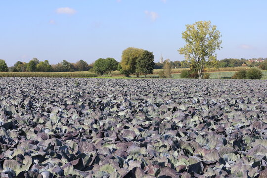 Rotkohl / Blaukrautfelder auf den Fildern zw Echterdingen und Filderstand Bernhausen