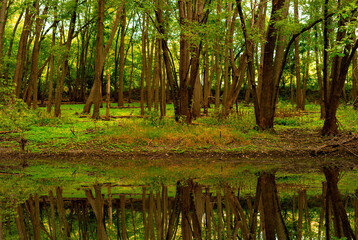 River In Rain Forest Beautiful Reflection Nature Concept
