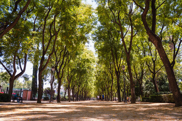 a path through the trees