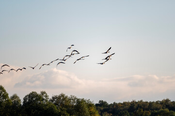 Gänse im Flug