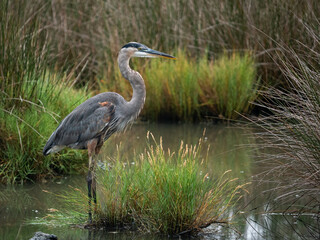 great blue heron standing in the marsh