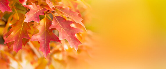 Autumn leaves background with copy space