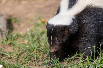 Skunk