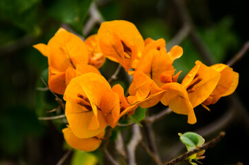 Fototapeta premium Flora y Fauna en San Ignacio de Moxos - Beni - Bolivia