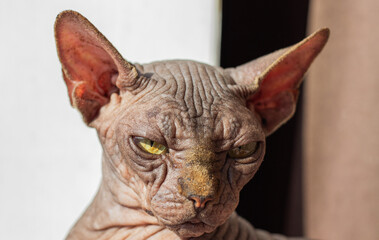 small and angry sphinx cat

