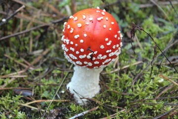 Amanita in the grass in the forest
