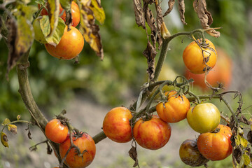 Pomidor  © Sebastian