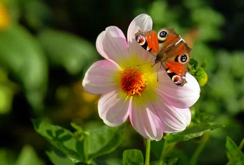Fotobehang Butterfly on a dahlia flower © Olga