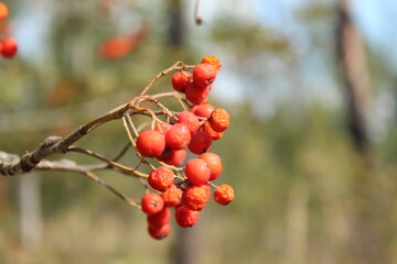 rowan berries on a branch