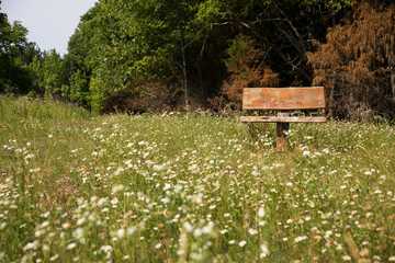 bench in meadow