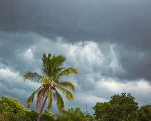 Palm tree swaying in the wind on a stormy day