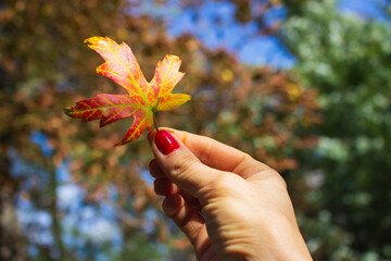 Golden leaf in woman hand. Autumn nature concept. October concept. Hand holding colorful maple leaf. Bright autumn foliage. Seasonal nature in details. Colors of autumn.