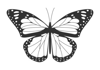 Insect in style of line art. Butterfly with black lines and white spots on its long wings. Design element for books, logos, and printing. Cartoon flat vector illustration isolated on white background