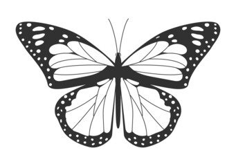 Insect in style of line art. Butterfly with black lines and white spots on its long wings. Design element for books, logos, and printing. Cartoon flat vector illustration isolated on white background