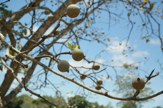 conde, bahia, brazil - october 9, 2021: genipapo fruit on a farm in the city of Conde, north coast of Bahia.
