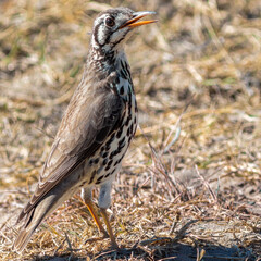 Portrait of a groundscraper thrush