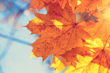 Autumn leaves with the blue sky background