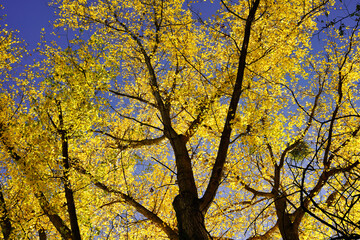 Detail of beautiful autumn trees. Treetops with bright yellow leaves against a blue sky. Germany, Baden-Wurttemberg.