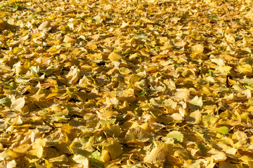 Yellow fallen elm leaves in the autumn forest, background.