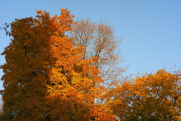 Fototapeta na wymiar Trees in the park in autumn, Moscow, Russia