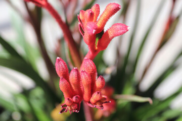 Red flower petals on a Kangaroo Paw plant