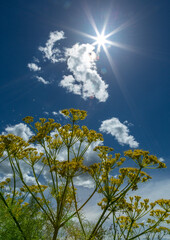 Dill (Anethum graveolens) plant flowers and sky landscape.