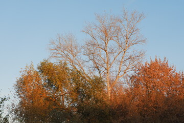 Trees in the park in autumn, Moscow, Russia